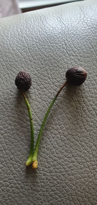 홍정옥님의 기타작물 · 병해충상담 작성글 사진