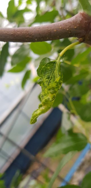 운치농장님의 기타작물 · 병해충상담 작성글 사진