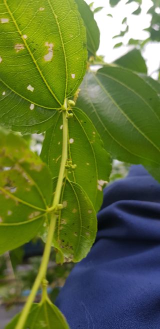 운치농장님의 기타작물 · 병해충상담 작성글 사진