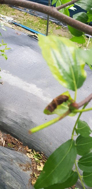 운치농장님의 기타작물 · 병해충상담 작성글 사진