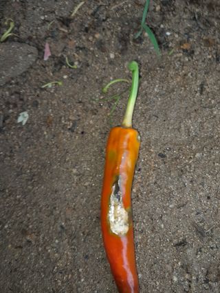 행복의집1592님의 고추 · 병해충상담 작성글 사진