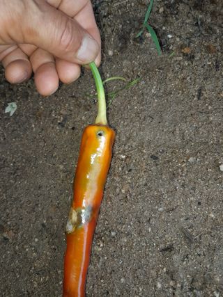 행복의집1592님의 고추 · 병해충상담 작성글 사진