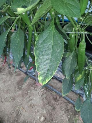 행복의집1592님의 고추 · 병해충상담 작성글 사진