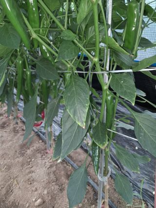 행복의집1592님의 고추 · 병해충상담 작성글 사진