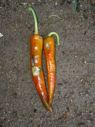 행복의집1592님의 고추 · 병해충상담 작성글 사진