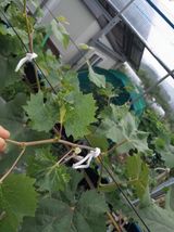 팜모닝 포도·병해충상담 게시글 이미지