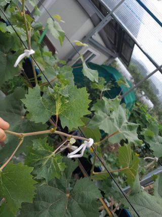 행복의집1592님의 포도 · 병해충상담 작성글 사진