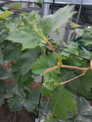 행복의집1592님의 포도 · 병해충상담 작성글 사진