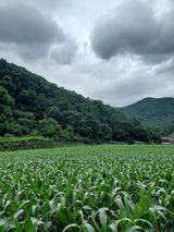 팜모닝 기타작물·자유게시판 게시글 이미지