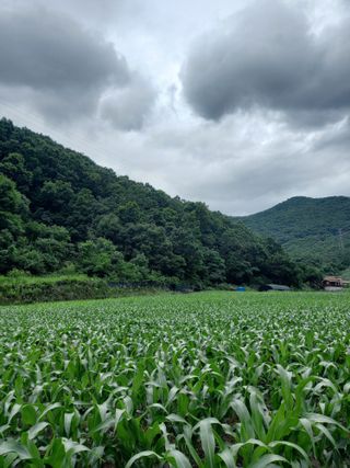 봉골농장님의 기타작물 · 자유게시판 작성글 사진