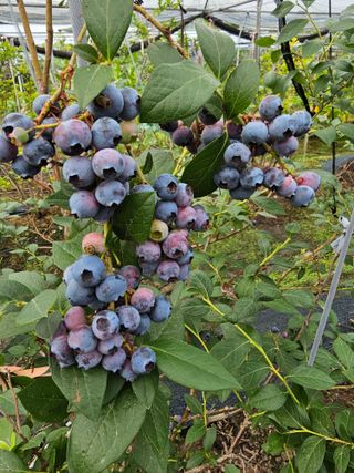 벼6337님의 내 농사 경력 자랑하기 · 참여 작성글 사진