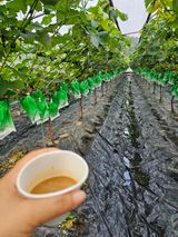 팜모닝 포도·자유게시판 게시글 이미지