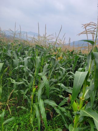 장미부인님의 자유주제 · 자유게시판 작성글 사진