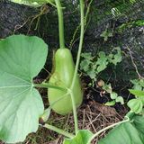 팜모닝 내 농사 경력 자랑하기·참여 게시글 이미지