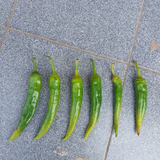 고향향수님의 내 농사 경력 자랑하기 · 참여 작성글 사진