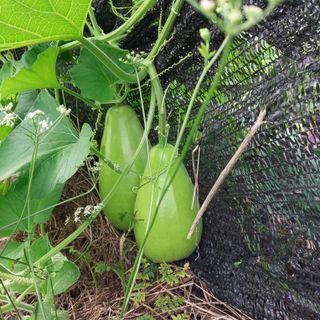 고향향수님의 내 농사 경력 자랑하기 · 참여 작성글 사진