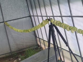 김학원님의 내 농사 경력 자랑하기 · 참여 작성글 사진