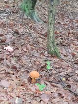 팜모닝 버섯·일상 게시글 이미지