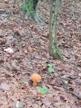 춤추는농부님의 버섯 · 일상 작성글 사진