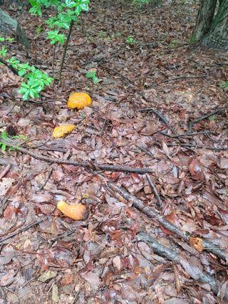 춤추는농부님의 버섯 · 일상 작성글 사진
