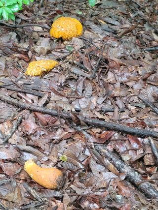 춤추는농부님의 버섯 · 일상 작성글 사진