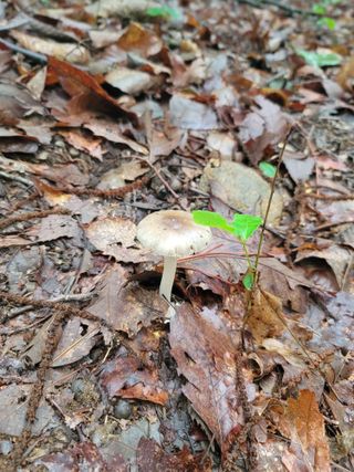 춤추는농부님의 버섯 · 일상 작성글 사진