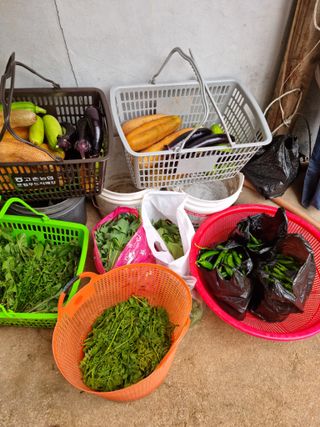 권오정님의 내 농사 경력 자랑하기 · 참여 작성글 사진