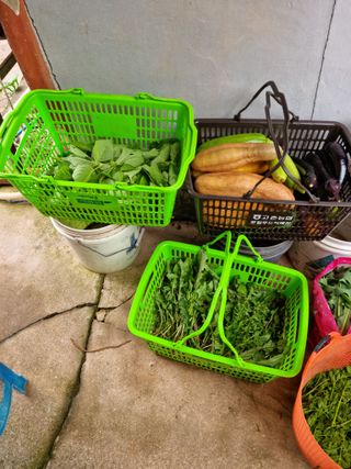 권오정님의 내 농사 경력 자랑하기 · 참여 작성글 사진