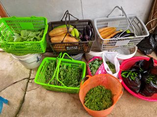 권오정님의 내 농사 경력 자랑하기 · 참여 작성글 사진