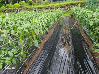 신강우님의 고추 · 병해충상담 작성글 사진