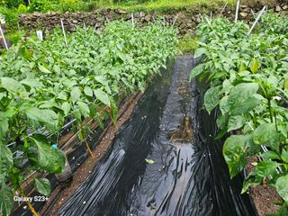신강우님의 고추 · 병해충상담 작성글 사진