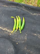 팜모닝 내 농사 경력 자랑하기·참여 게시글 이미지