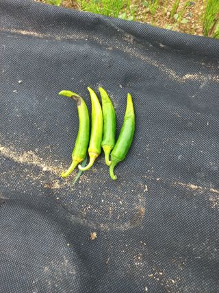 장두곤흥해용연길입니님의 내 농사 경력 자랑하기 · 참여 작성글 사진