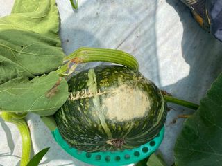 친환경님의 호박 · 병해충상담 작성글 사진