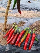 팜모닝 고추·병해충상담 게시글 이미지