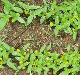 팜모닝 콩·병해충상담 게시글 이미지