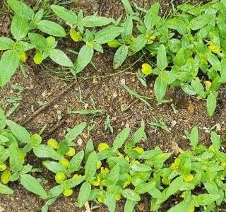 벤틀리 님의 콩 · 병해충상담 작성글 사진