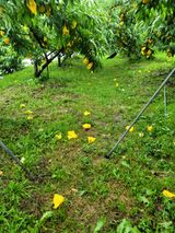 팜모닝 복숭아·자유게시판 게시글 이미지