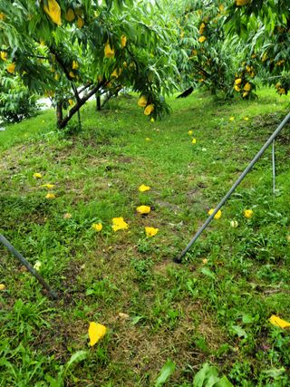 봄봄농원님의 복숭아 · 자유게시판 작성글 사진
