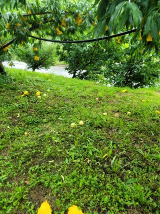 봄봄농원님의 복숭아 · 자유게시판 작성글 사진