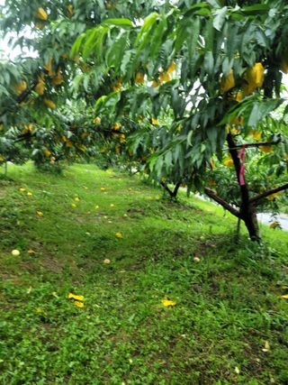 봄봄농원님의 복숭아 · 자유게시판 작성글 사진