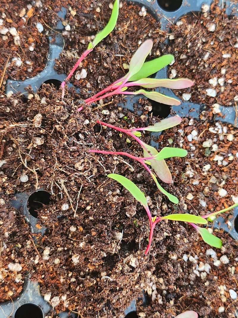 팜블리분매리농윈님의 장터 판매 상품 [비트즙(120포)] 첨부 사진