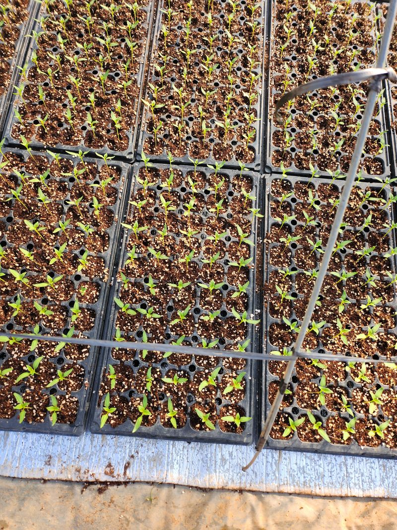 팜블리분매리농윈님의 장터 판매 상품 [비트즙(120포)] 첨부 사진