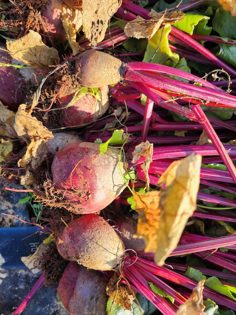 팜블리분매리농윈님의 장터 판매 상품 [비트즙(120포)] 첨부 사진