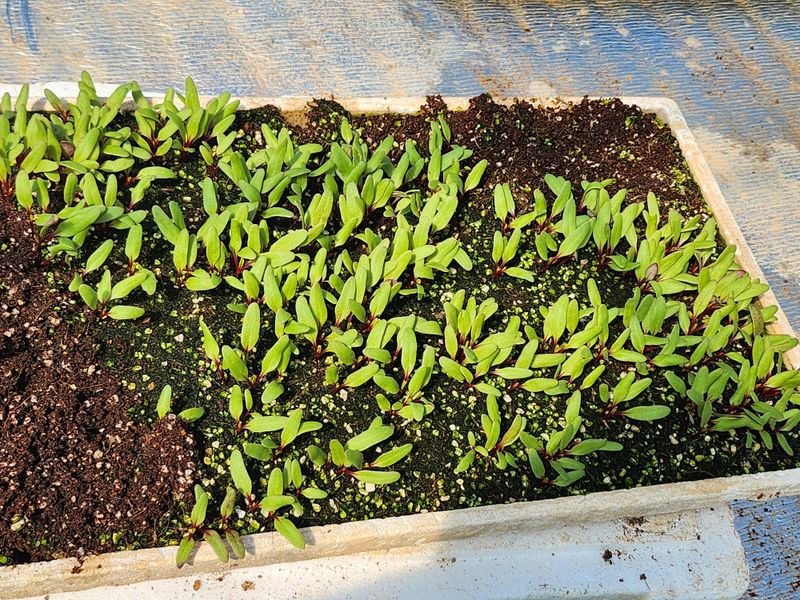 팜블리분매리농윈님의 장터 판매 상품 [비트즙(120포)] 첨부 사진