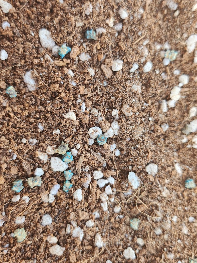 팜블리분매리농윈님의 장터 판매 상품 [비트즙(120포)] 첨부 사진