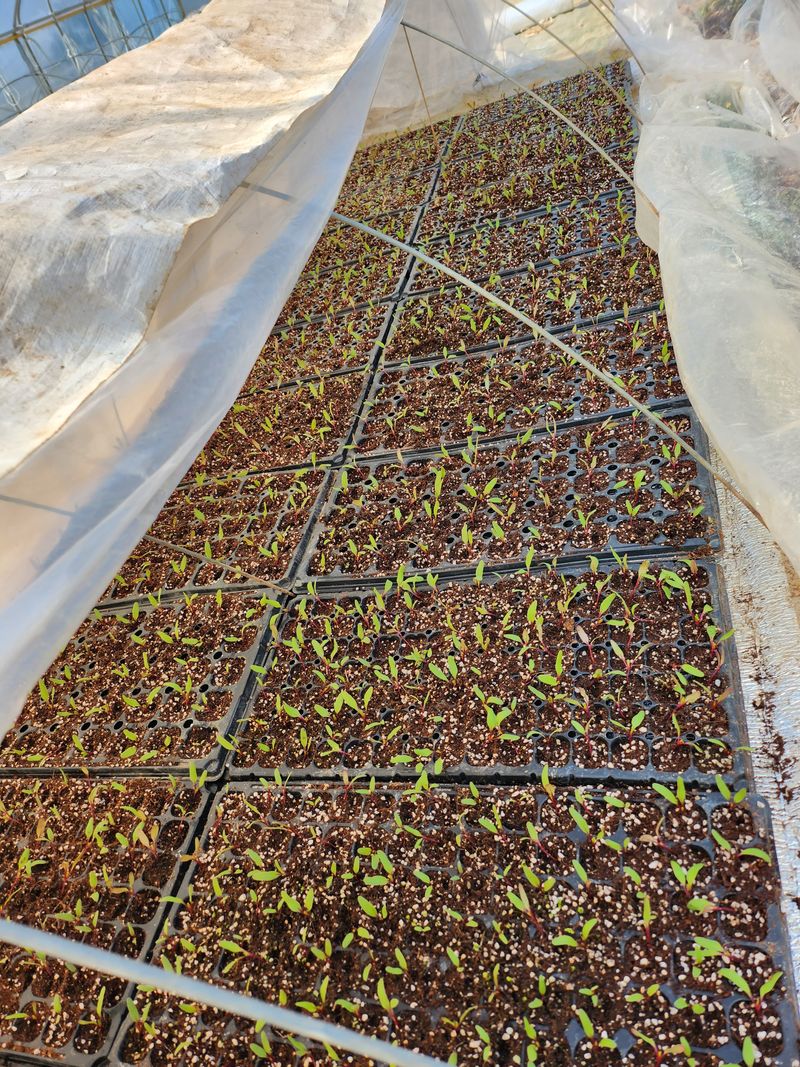 팜블리분매리농윈님의 장터 판매 상품 [비트즙(120포)] 첨부 사진