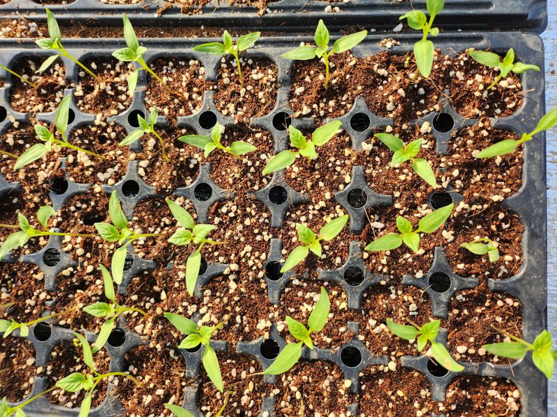 팜블리분매리농윈님의 장터 판매 상품 [비트즙(120포)] 첨부 사진