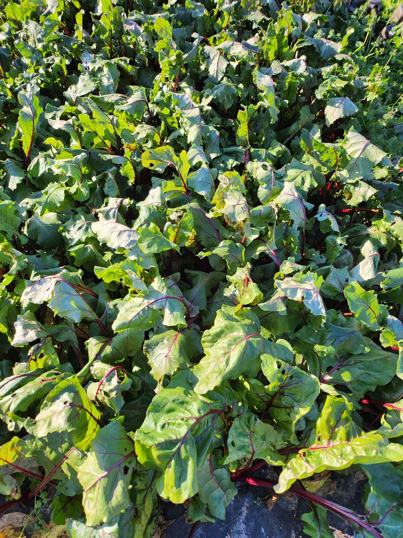 팜블리분매리농윈님의 장터 판매 상품 [비트즙(120포)] 첨부 사진