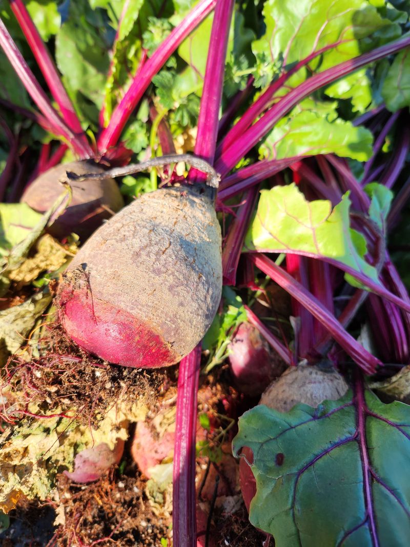 팜블리분매리농윈님의 장터 판매 상품 [비트즙(120포)] 첨부 사진